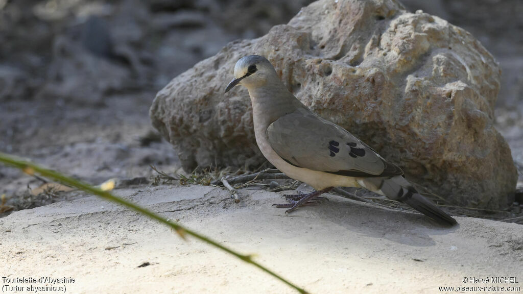 Black-billed Wood Dove