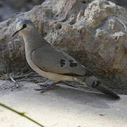 Black-billed Wood Dove