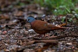 Blue-headed Wood Dove