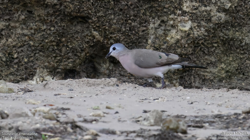 Emerald-spotted Wood Dove