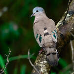 Tourtelette émeraudine