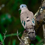 Tourtelette émeraudine