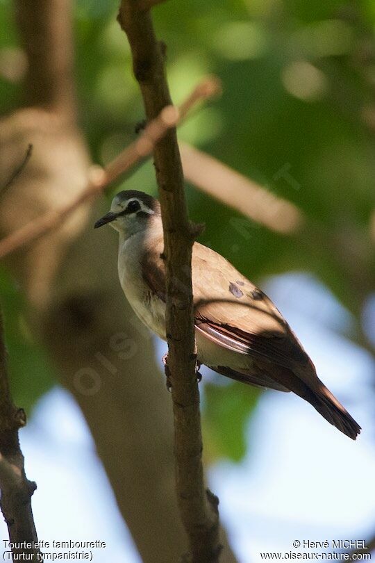 Tambourine Dove