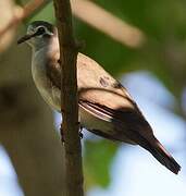 Tambourine Dove