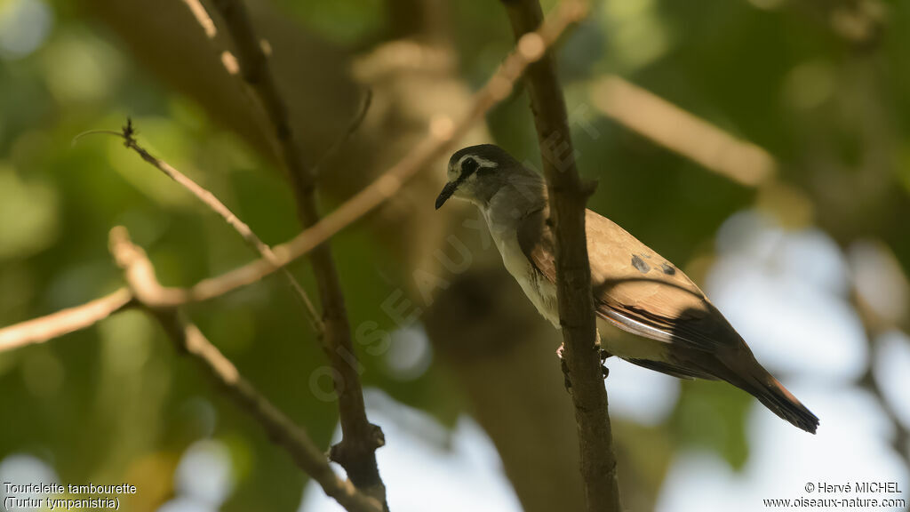 Tambourine Dove