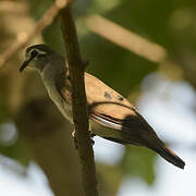 Tambourine Dove