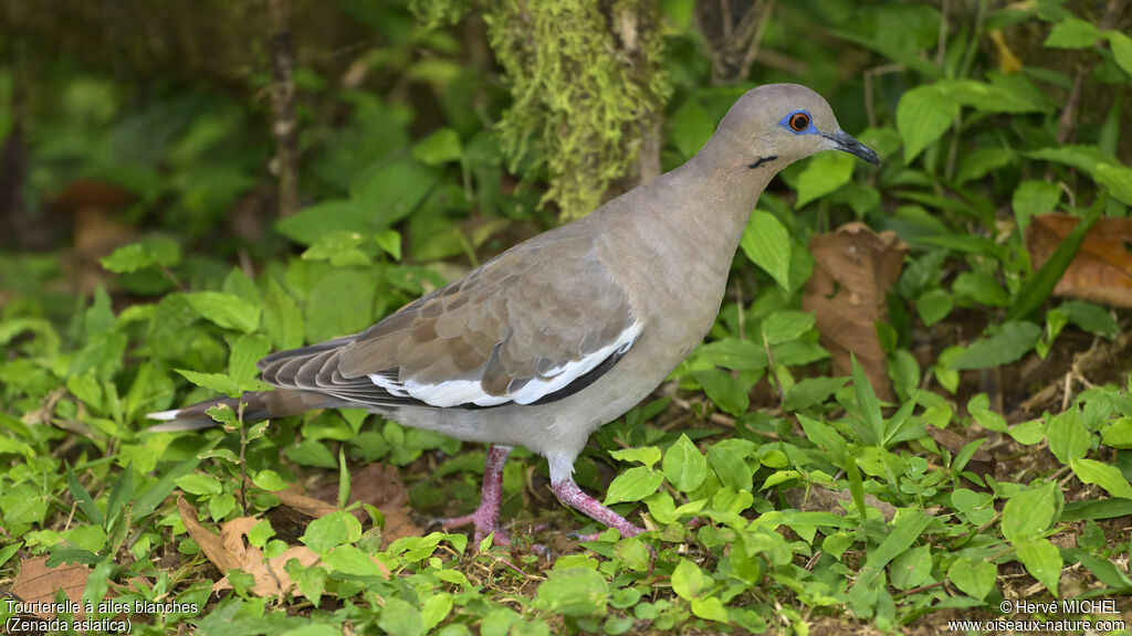 White-winged Dove