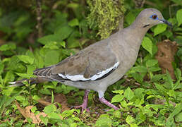 White-winged Dove