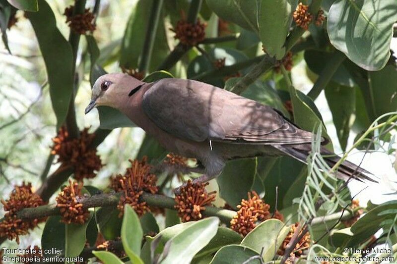 Red-eyed Doveadult