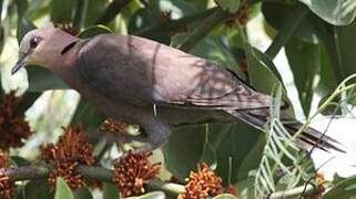 Red-eyed Dove