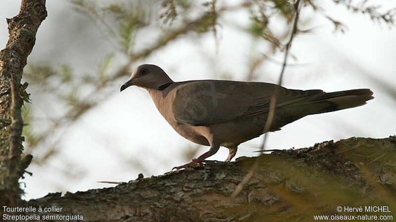 Red-eyed Dove