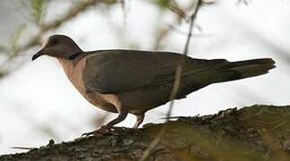 Red-eyed Dove