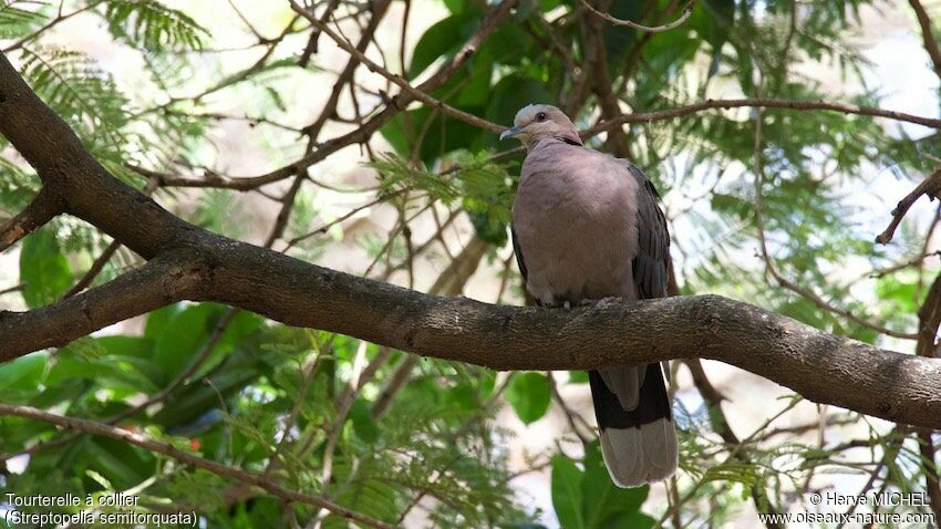 Red-eyed Dove