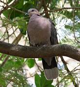 Red-eyed Dove