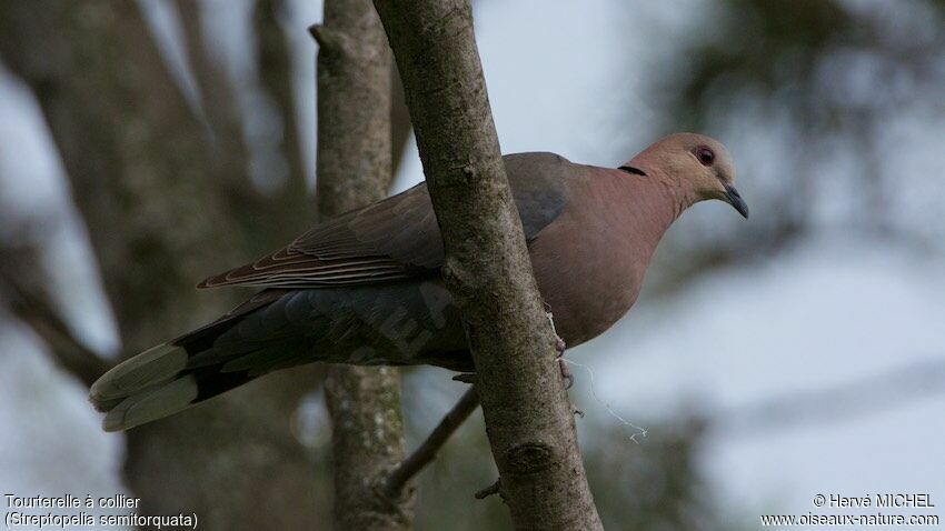 Red-eyed Dove