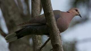 Red-eyed Dove