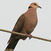 Red-eyed Dove