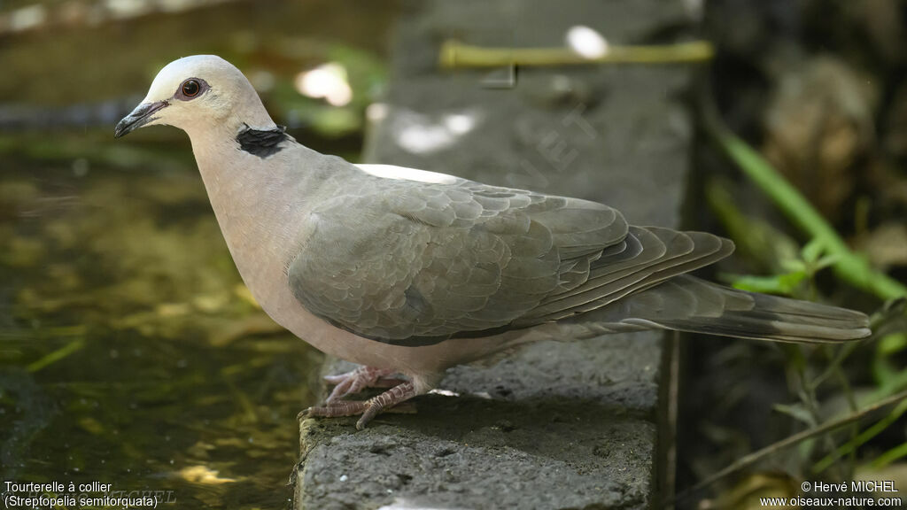 Red-eyed Dove