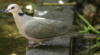 Red-eyed Dove