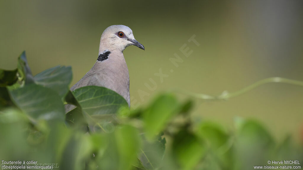 Red-eyed Dove