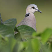 Red-eyed Dove