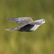 Red-eyed Dove