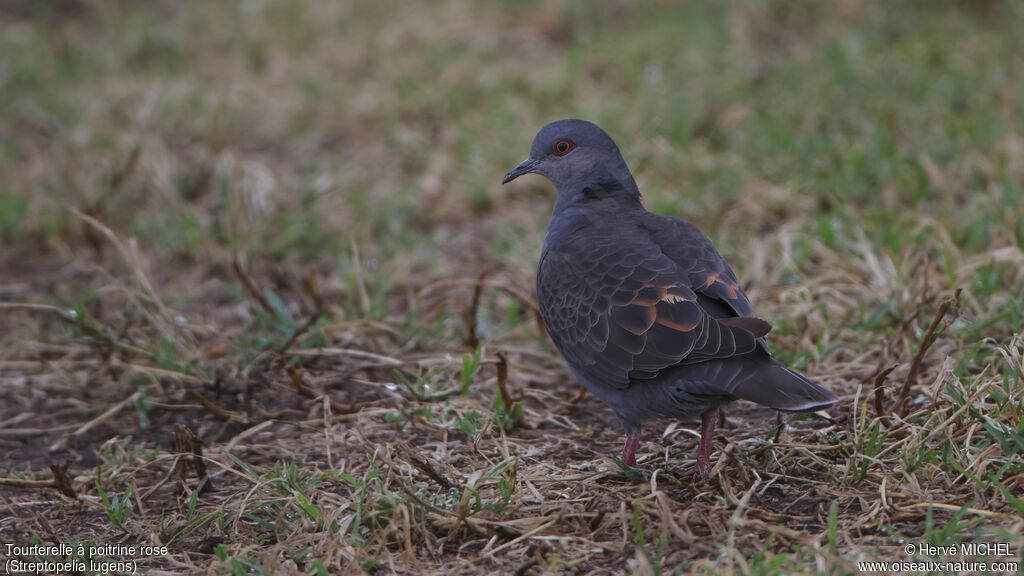 Dusky Turtle Dove