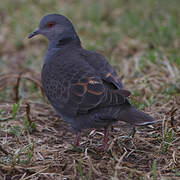 Dusky Turtle Dove