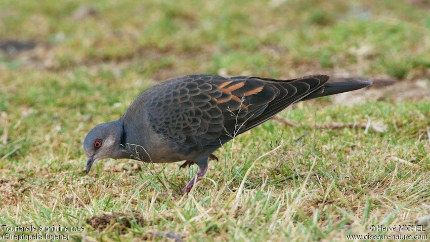 Dusky Turtle Dove