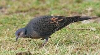 Dusky Turtle Dove