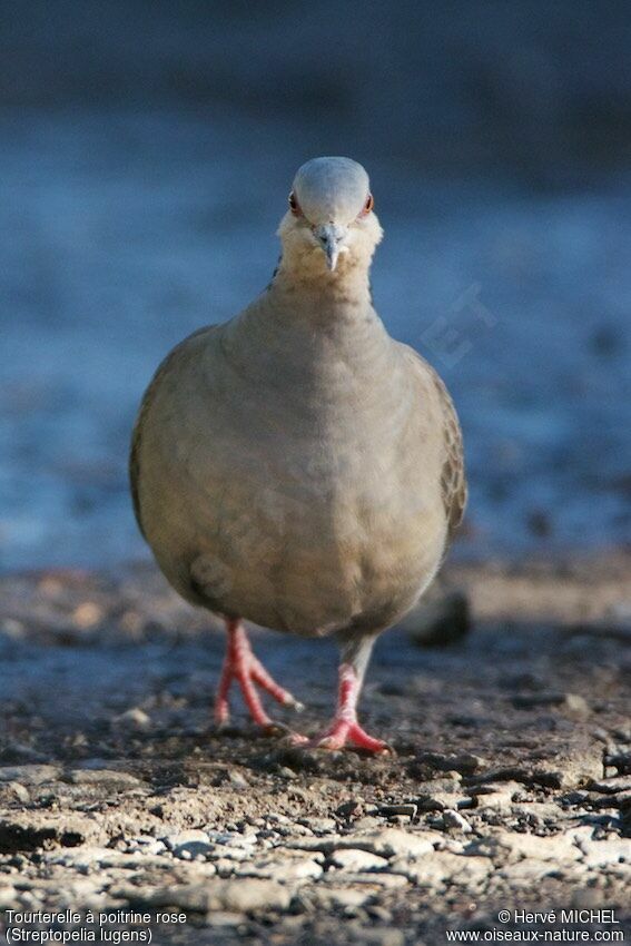 Dusky Turtle Dove