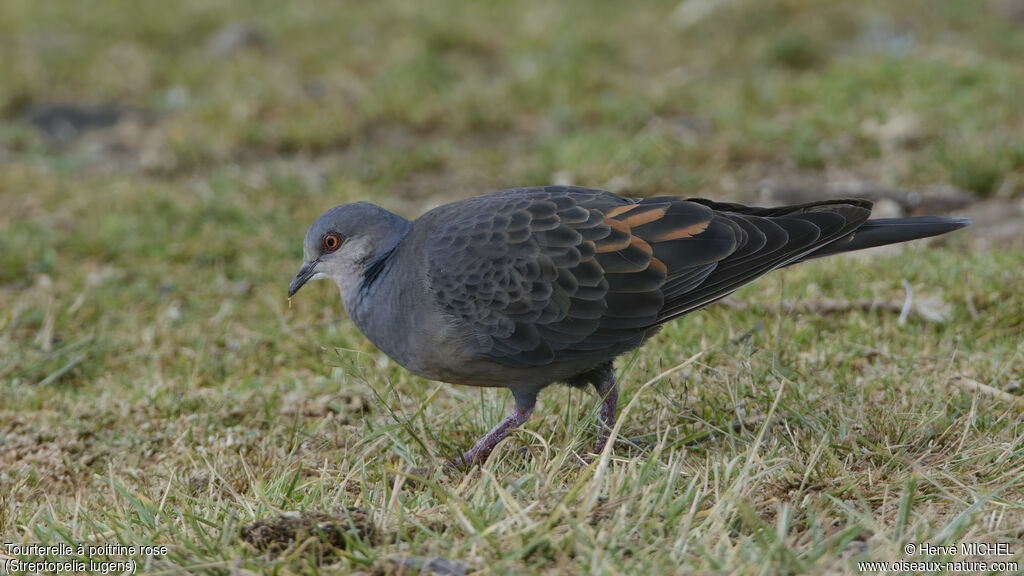 Dusky Turtle Dove