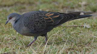 Dusky Turtle Dove