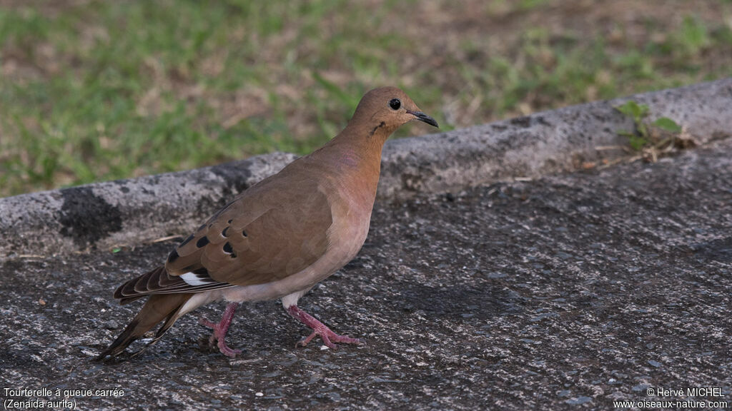 Zenaida Dove