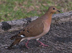 Zenaida Dove