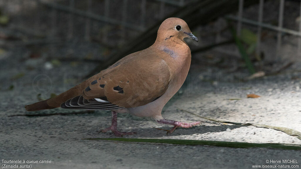 Zenaida Dove