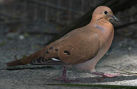 Zenaida Dove