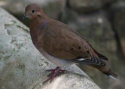 Zenaida Dove