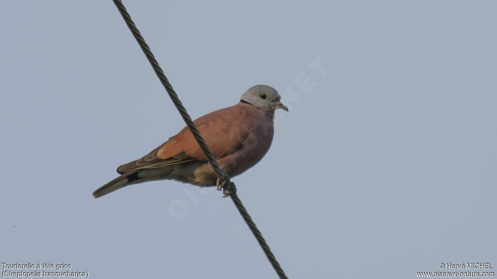 Red Turtle Dove