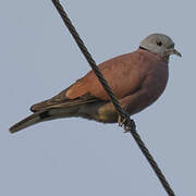 Red Collared Dove