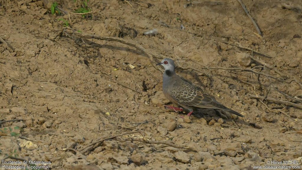 Adamawa Turtle Doveadult