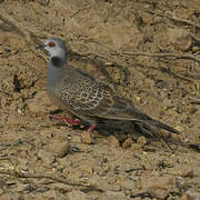 Adamawa Turtle Dove