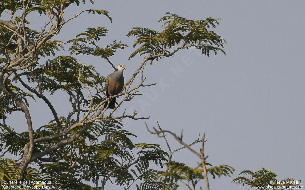 Tourterelle de l'Adamaoua