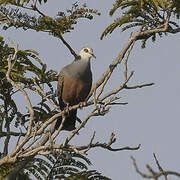 Adamawa Turtle Dove