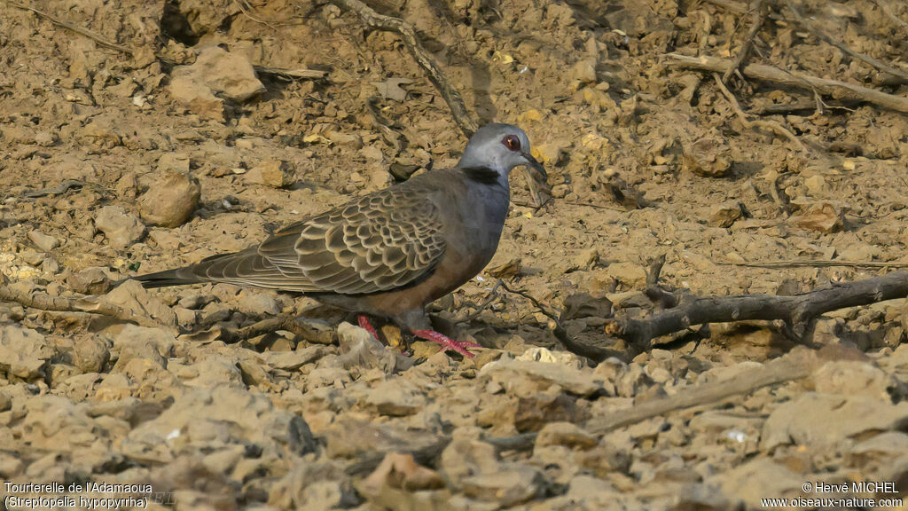 Tourterelle de l'Adamaoua