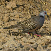 Adamawa Turtle Dove