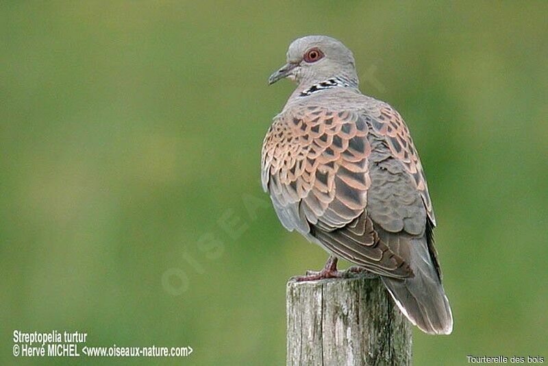 European Turtle Dove