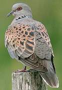 European Turtle Dove