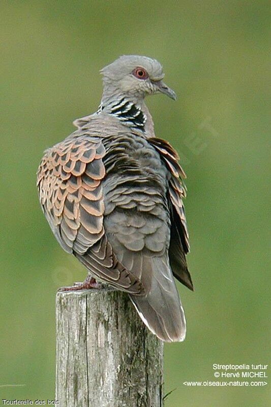 European Turtle Dove