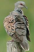 European Turtle Dove